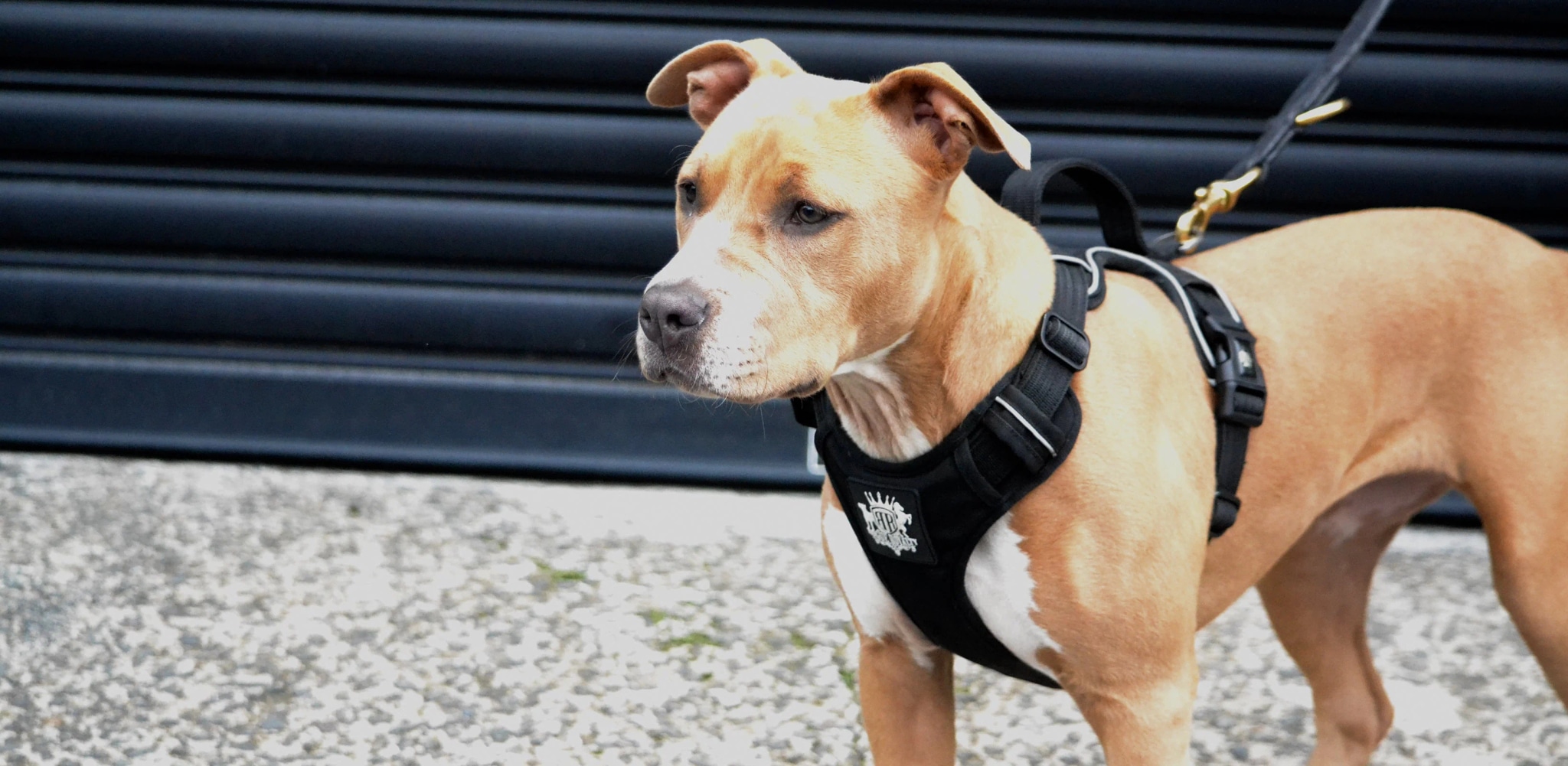 Dog Harness Supplier for Premium Pet Brands