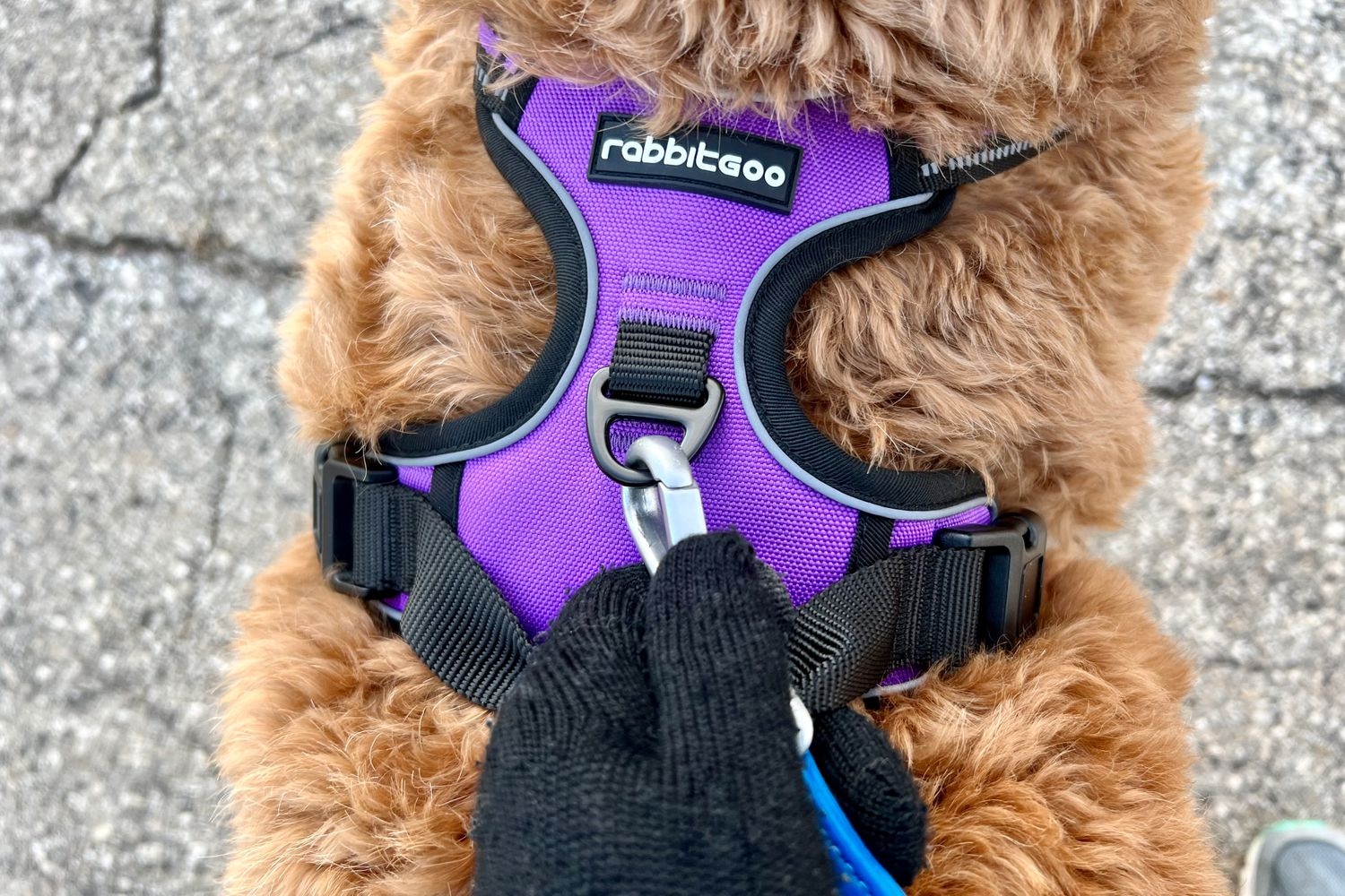 10 Best Dog Harness Supplier Worldwide OKEYPETS provides durable harness solutions