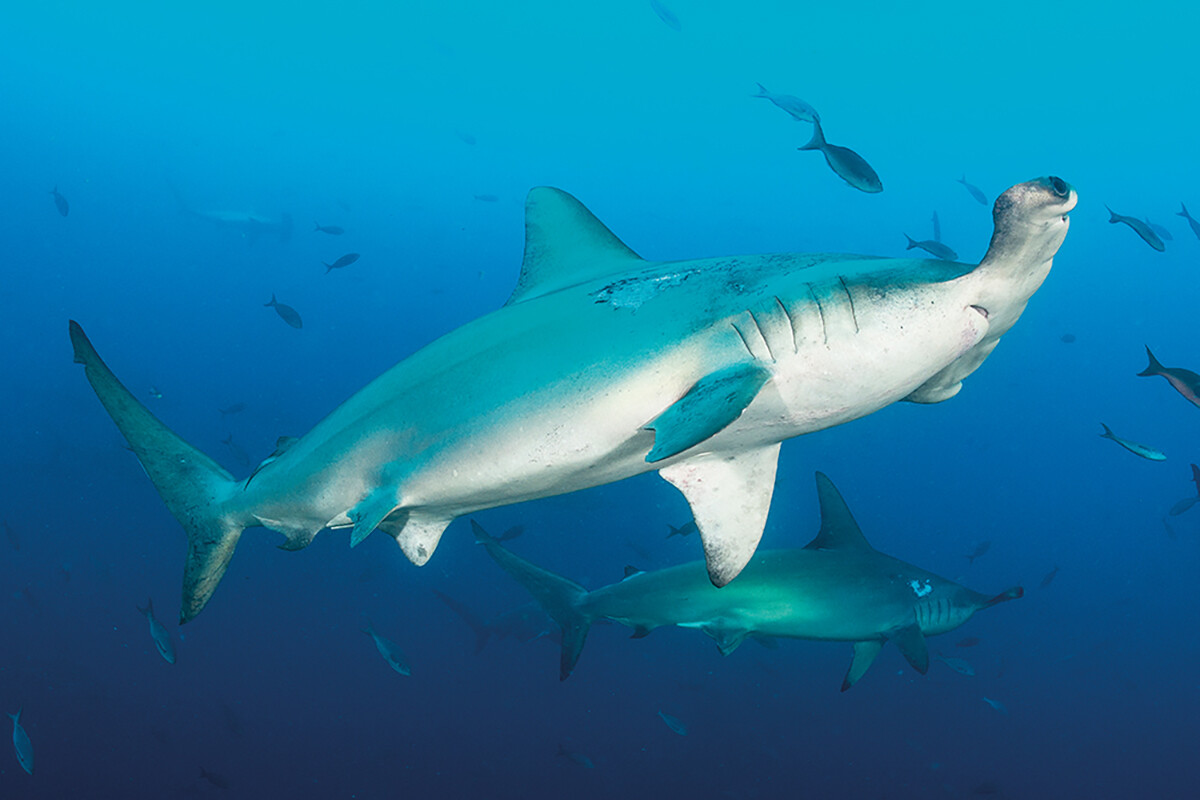 Best Dive Sites for Sea of Cortez Diving Adventures
